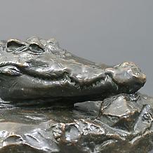 CROCODILE, 1895-96